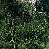 Picea abies 'Inversa', habit