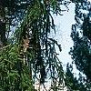 Picea abies 'Inversa', habit
