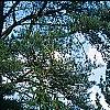 Picea abies 'Inversa', habit