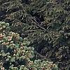 Picea abies 'Leslie', habit