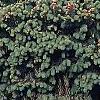 Picea abies 'Leslie', habit