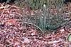 Picea abies 'Leslie', habit