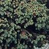 Picea abies 'Leslie', habit