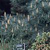 Picea abies 'Leslie', habit