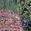 Picea abies 'Leslie', habit