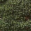 Picea abies 'Little Gem', habit