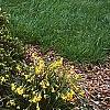 Picea abies 'Little Gem', habit