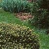 Picea abies 'Little Gem', habit
