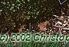 Picea abies 'Little Gem', habit