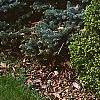 Picea abies 'Little Gem', habit