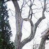 Picea abies 'Pendula', habit