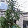Picea abies 'Pendula', habit