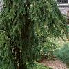 Picea abies 'Pendula', habit