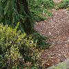 Picea abies 'Pendula', habit