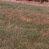 Picea abies 'Pendula', habit