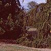 Picea abies 'Pendula', habit