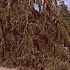 Picea abies 'Pendula', habit