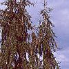 Picea abies 'Pendula', habit