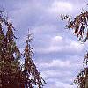 Picea abies 'Pendula', habit
