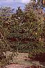 Picea abies 'Pendula', habit