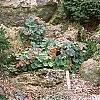 Picea abies 'Pygmaea', habit