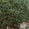 Picea abies 'Pygmaea', habit