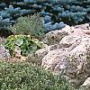 Picea abies 'Pygmaea', habit