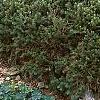 Picea abies 'Pygmaea', habit