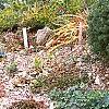 Picea abies 'Pygmaea', habit