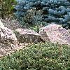 Picea abies 'Pygmaea', habit