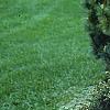 Picea abies 'Tabuliformis', habit