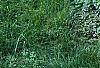 Picea abies 'Tabuliformis', habit