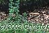 Picea abies 'Tabuliformis', habit