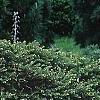 Picea abies 'Tabuliformis', habit
