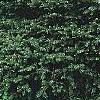 Picea abies 'Tabuliformis', habit