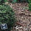 Picea abies 'Tabuliformis', habit