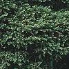 Picea abies 'Tabuliformis', habit