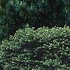 Picea abies 'Tabuliformis', habit