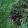 Picea abies 'Tabuliformis', habit