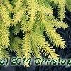 Picea abies 'Vermont Gold', habit