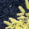Picea abies 'Vermont Gold', habit