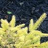 Picea abies 'Vermont Gold', habit
