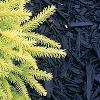 Picea abies 'Vermont Gold', habit