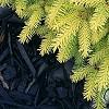 Picea abies 'Vermont Gold', habit