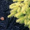 Picea abies 'Vermont Gold', habit