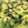 Picea abies 'Vermont Gold', habit