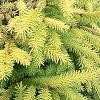 Picea abies 'Vermont Gold', habit
