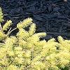 Picea abies 'Vermont Gold', habit