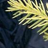 Picea abies 'Vermont Gold', leaves