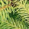 Picea abies 'Vermont Gold', leaves